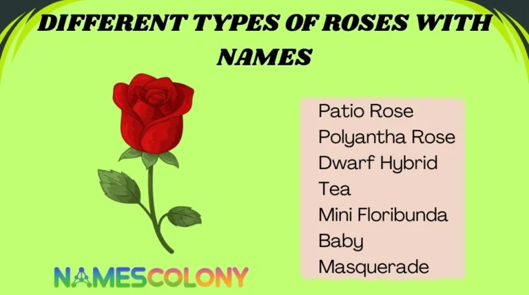 Different Types of Roses with Names