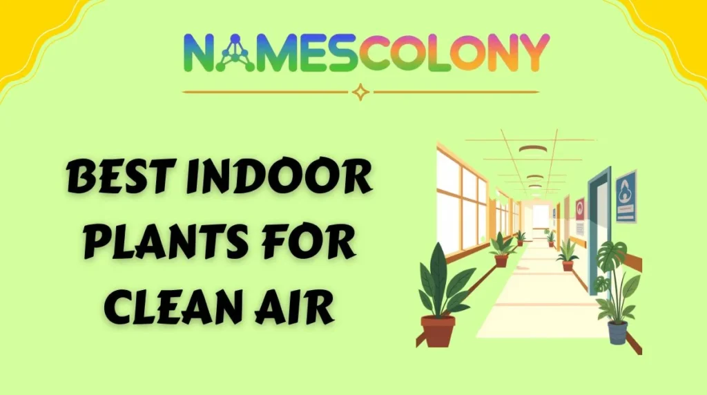 Best Indoor Plants for Clean Air