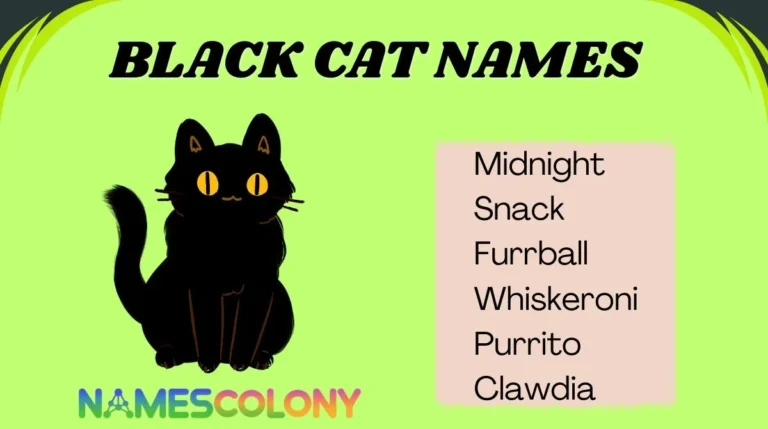 Black Cat Names