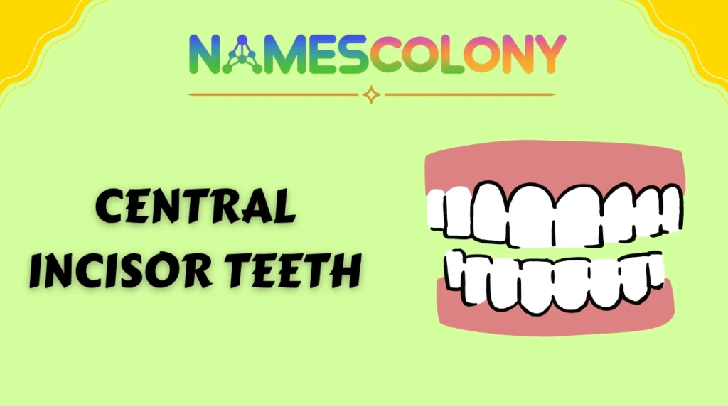 Central Incisor Teeth