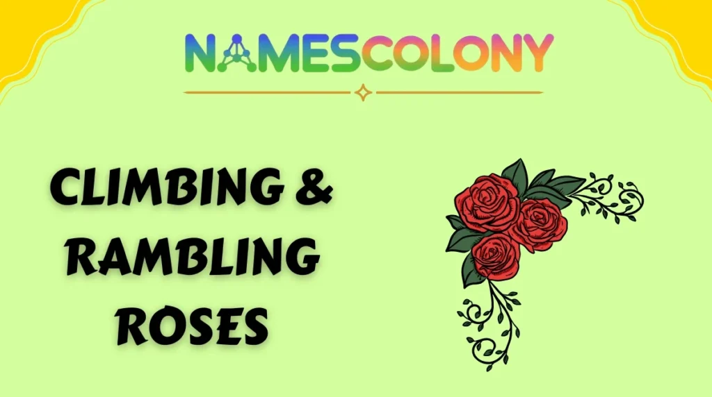 Climbing & Rambling Roses