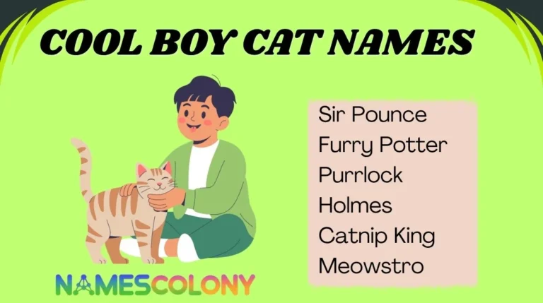 Cool Boy Cat Names