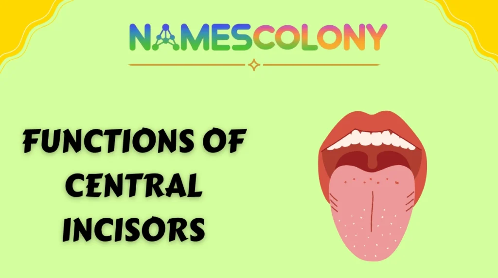 Functions of Central Incisors