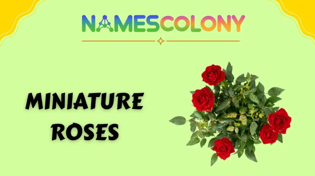 Miniature Roses