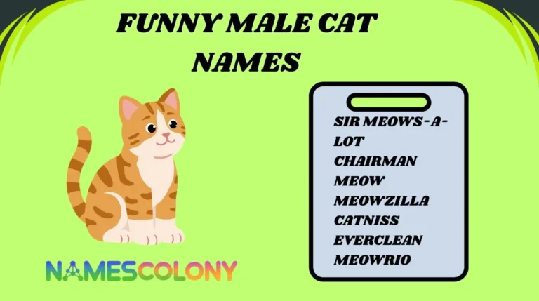 Funny Male Cat Names