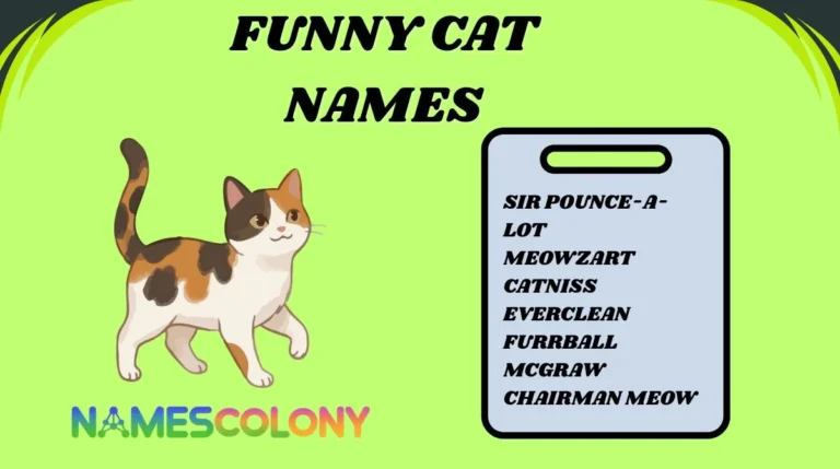 Funny Cat Names