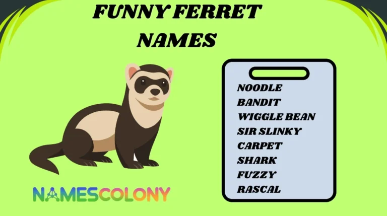 Funny Ferret Names