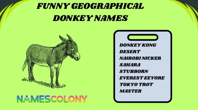 Funny Geographical Donkey Names